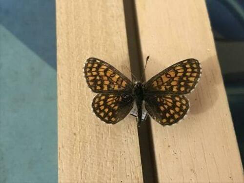 Melitaea sp.