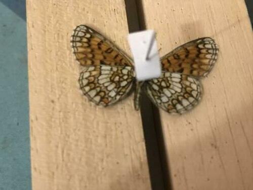 Melitaea sp.