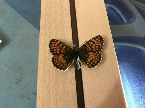 Melitaea athalia celadussa