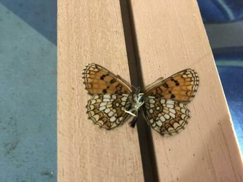 Melitaea athalia celadussa