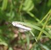 303923 – Photo : Philippe Fourtier – France (38)
