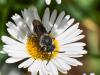 303371 – Photo : Danièle Tixier-Inrep – France (30)