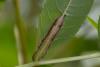 303264 – Photo : Pierre Duhem – France (77)