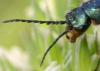 303755 – Photo : Arthropa - Benoit Martha – France (21)