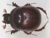 303750 – Photo : Arthropa - Benoit Martha – Burkina Faso