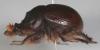 303751 – Photo : Arthropa - Benoit Martha – Burkina Faso