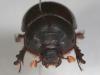 303752 – Photo : Arthropa - Benoit Martha – Burkina Faso