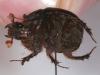 303753 – Photo : Arthropa - Benoit Martha – Burkina Faso
