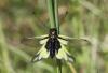 303501 – Photo : Jean-Sébastien Carteron – France (26)