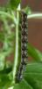 303459 – Photo : Ga-bu-zo-meu – France (00)