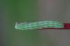 303324 – Photo : Marc Solari – France (68)