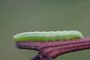 303323 – Photo : Marc Solari – France (68)