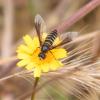 303014 – Photo : Philippe Fourtier – France (06)