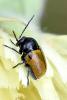 303461 – Photo : Michel Mathieu – France (34)
