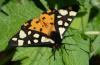 303411 – Photo : Christian Berquer – France (50)
