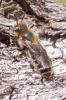 303938 – Photo : Olivier Pouvreau – France (86)