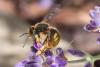 303476 – Photo : Olivier Pouvreau – France (86)