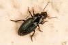 Harpalus sp.