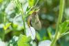 303743 – Photo : Jean-Claude Lablanquie – France (63)