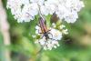 303948 – Photo : Jean-Claude Lablanquie – France (63)