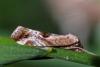 303749 – Photo : Marc Solari – France (68)