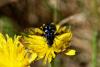 303534 – Photo : Michel Andrieux – France (85)