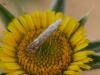 303732 – Photo : BourrinOman – France (83)