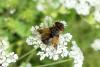 303249 – Photo : J.Ygnard – France (89)