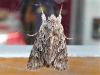 303587 – Photo : Denis Bucaille – France (60)
