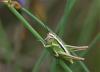 303519 – Photo : Sandor31 – France (30)