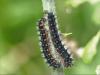 303351 – Photo : Sandor31 – France (30)