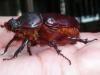 Oryctes nasicornis