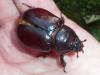 Oryctes nasicornis