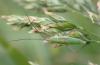303073 – Photo : Catherine Reymonet-Smitten – France (19)