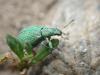 303470 – Photo : Michèle Guinnet – France (69)