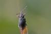 303682 – Photo : Marc Solari – France (68)
