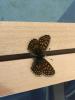 303688 – Photo : Limenitis78 – France (05)