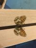 303689 – Photo : Limenitis78 – France (05)