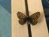 303691 – Photo : Limenitis78 – France (05)