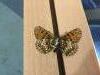 303696 – Photo : Limenitis78 – France (05)
