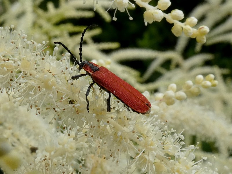 jojo de radon - Lygistopterus sanguineus - réf. 303317 (800 x 600 pixels, 165 ko)