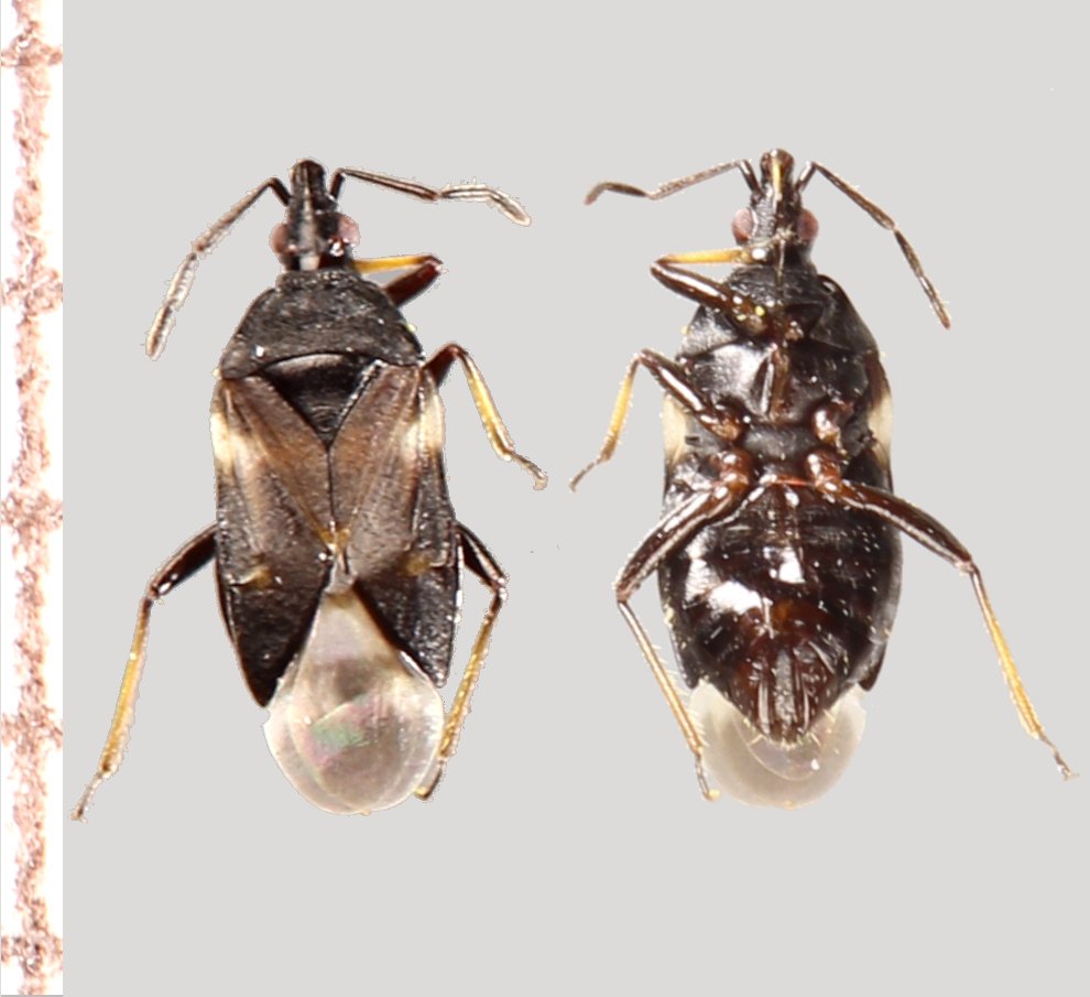 Michel Bertrand - Temnostethus (Temnostethus) pusillus - réf. 303935 (990 x 905 pixels, 89 ko)