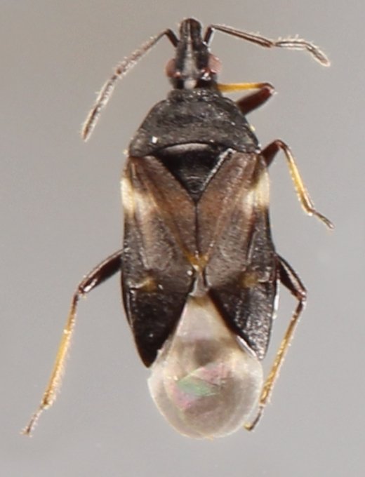 Michel Bertrand - Temnostethus (Temnostethus) pusillus - réf. 303977 (520 x 680 pixels, 38 ko)
