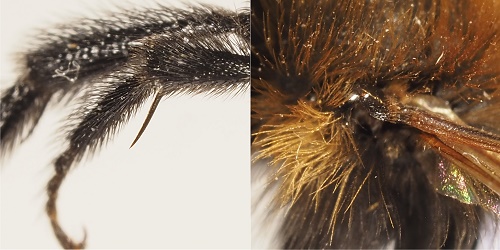 CHABOT Gilbert - Andrena (Melandrena) thoracica - réf. 303214 (500 x 250 pixels, 78 ko)