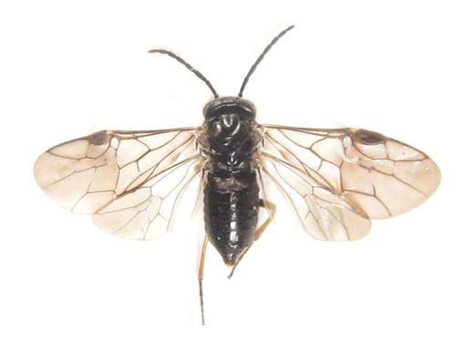 Pseudodineura fuscula