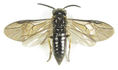 Réf. 304 789 : Ardis pallipes