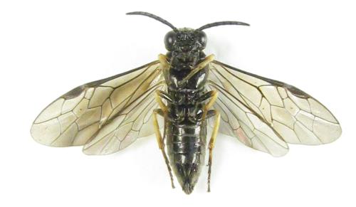 Réf. 304 790 : Ardis pallipes