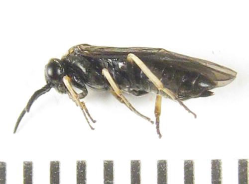 Réf. 304 791 : Ardis pallipes