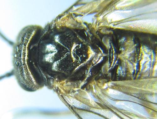 Réf. 304 613 : Pseudodineura fuscula