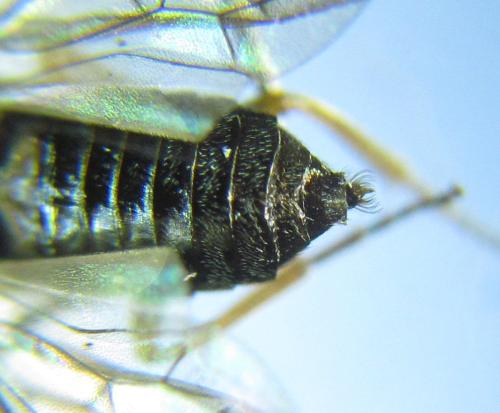 Réf. 304 614 : Pseudodineura fuscula